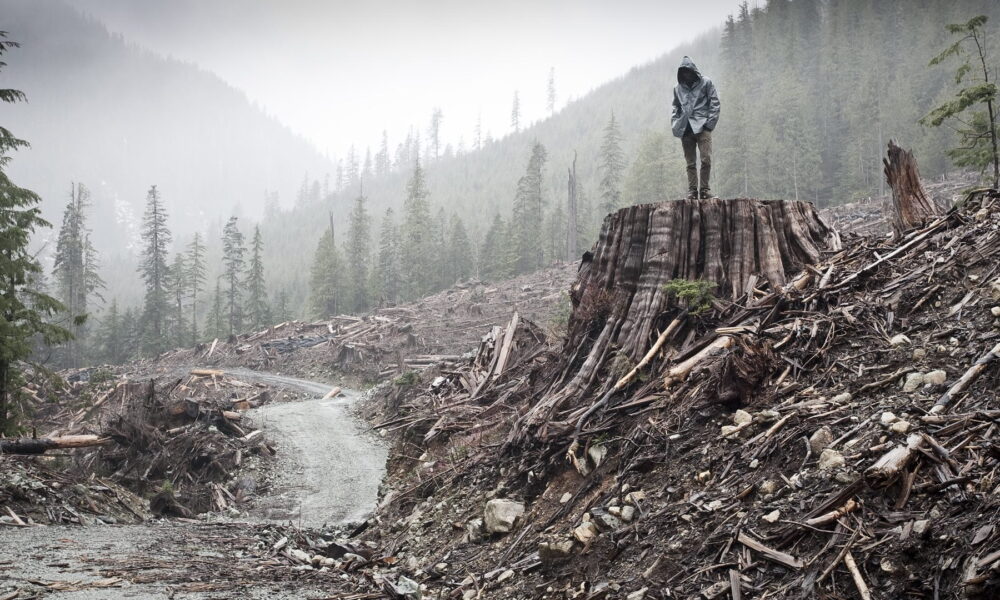 photo of a person standing on a clearcut